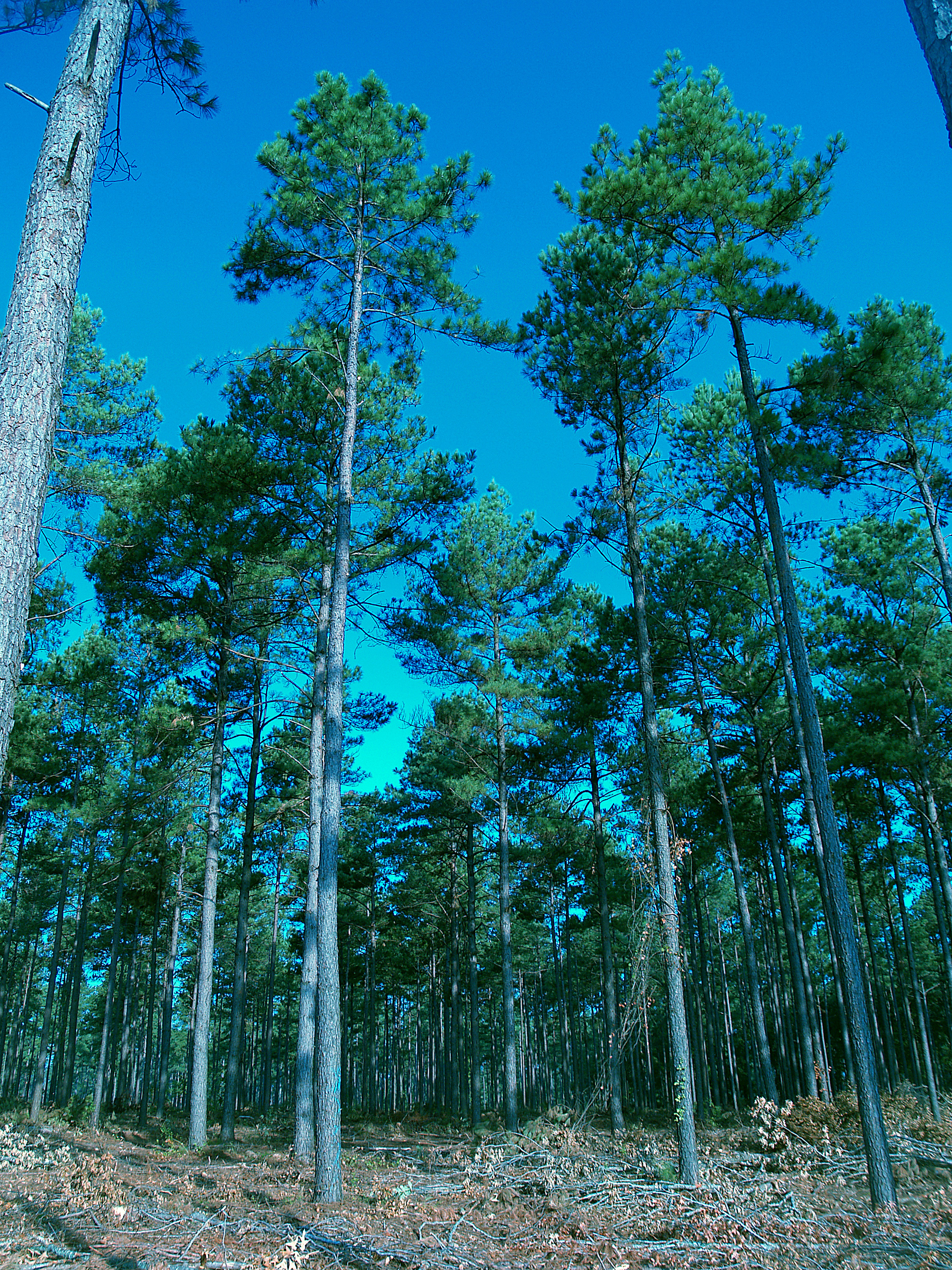 pinetrees